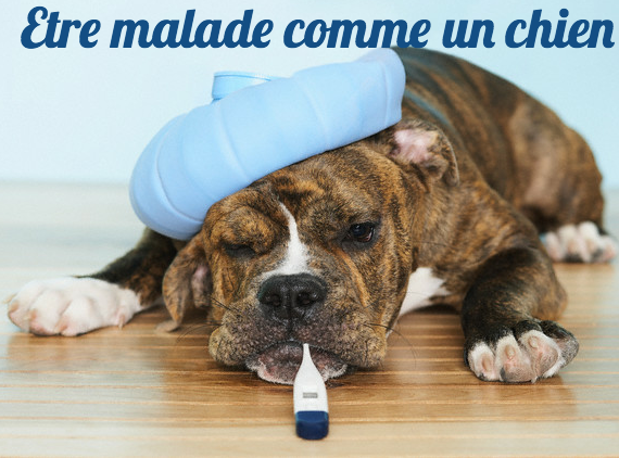 French Studio article image