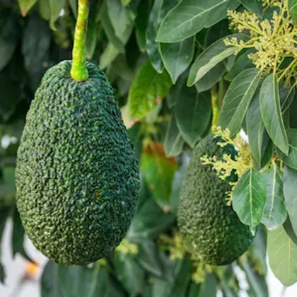 avocado3.webp