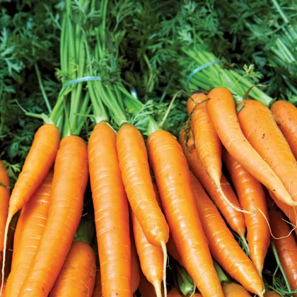 carrot1.png