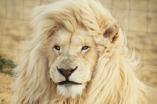 Lion Taming: Working Successfully with Leaders, Bosses and Other Tough Customers