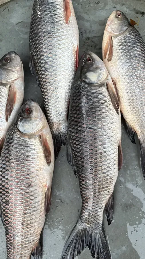 Rohu — bengali cut — Bengali cut