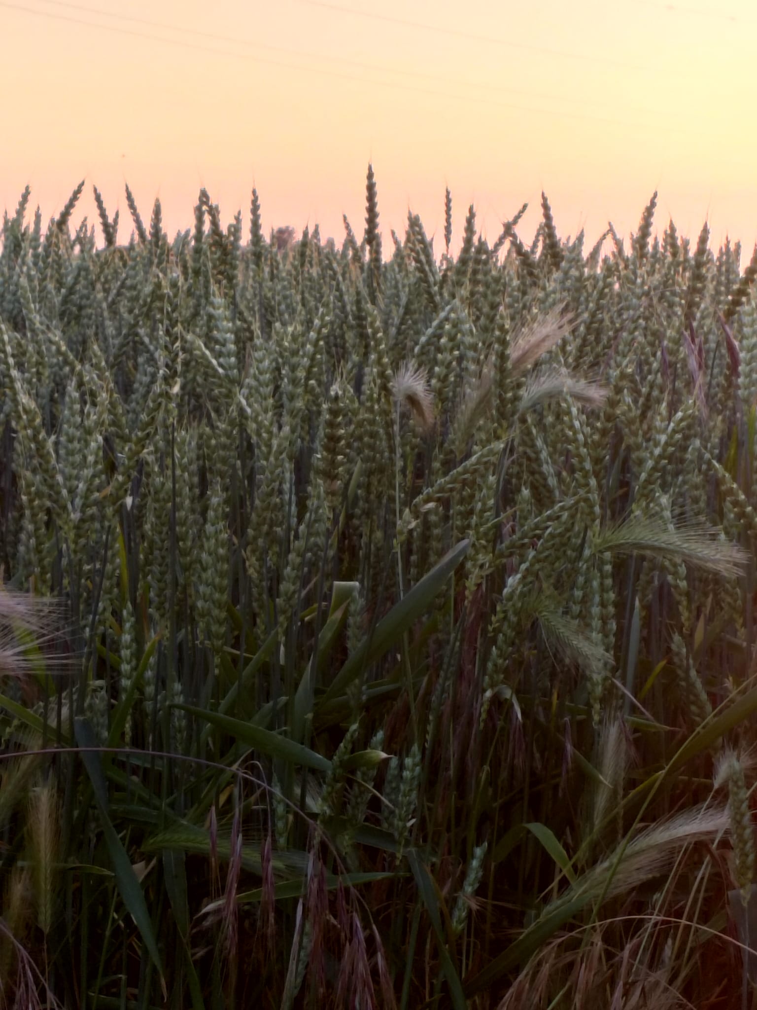 Evolución histórica de la productividad cerealista en Castilla y León (ss. XI-XXI)