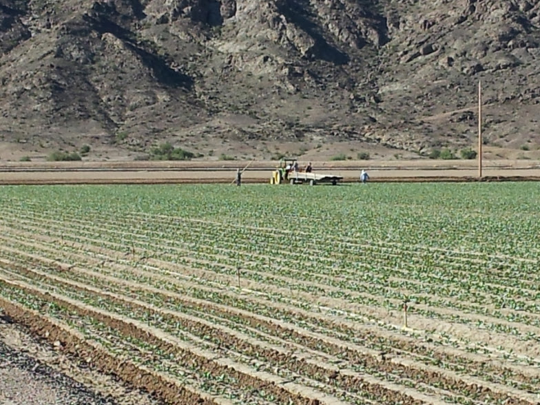 Ortiz Bros harvesting