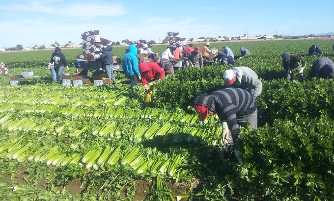 Celery harvesting