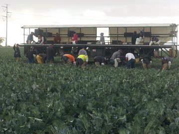 Harvesting broccoli
