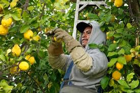 Close-up of a harvester's hands picking ripe yellow lemons from a tree in a Yuma, Arizona orchard.