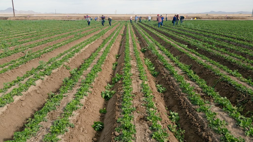 Weeding celery