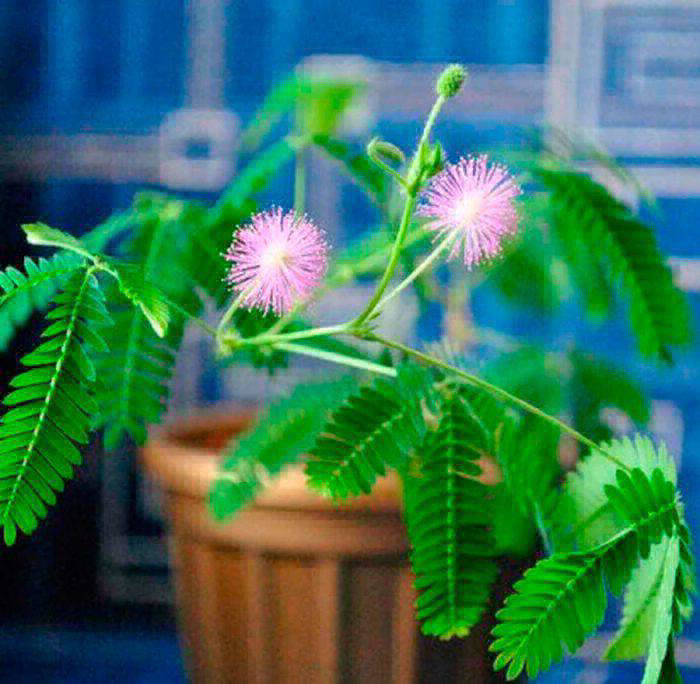 Освітлення для мімози сором'язливої (Mimosa pudica) 🪴 🌿 Мімозі необхідне яскраве світ…