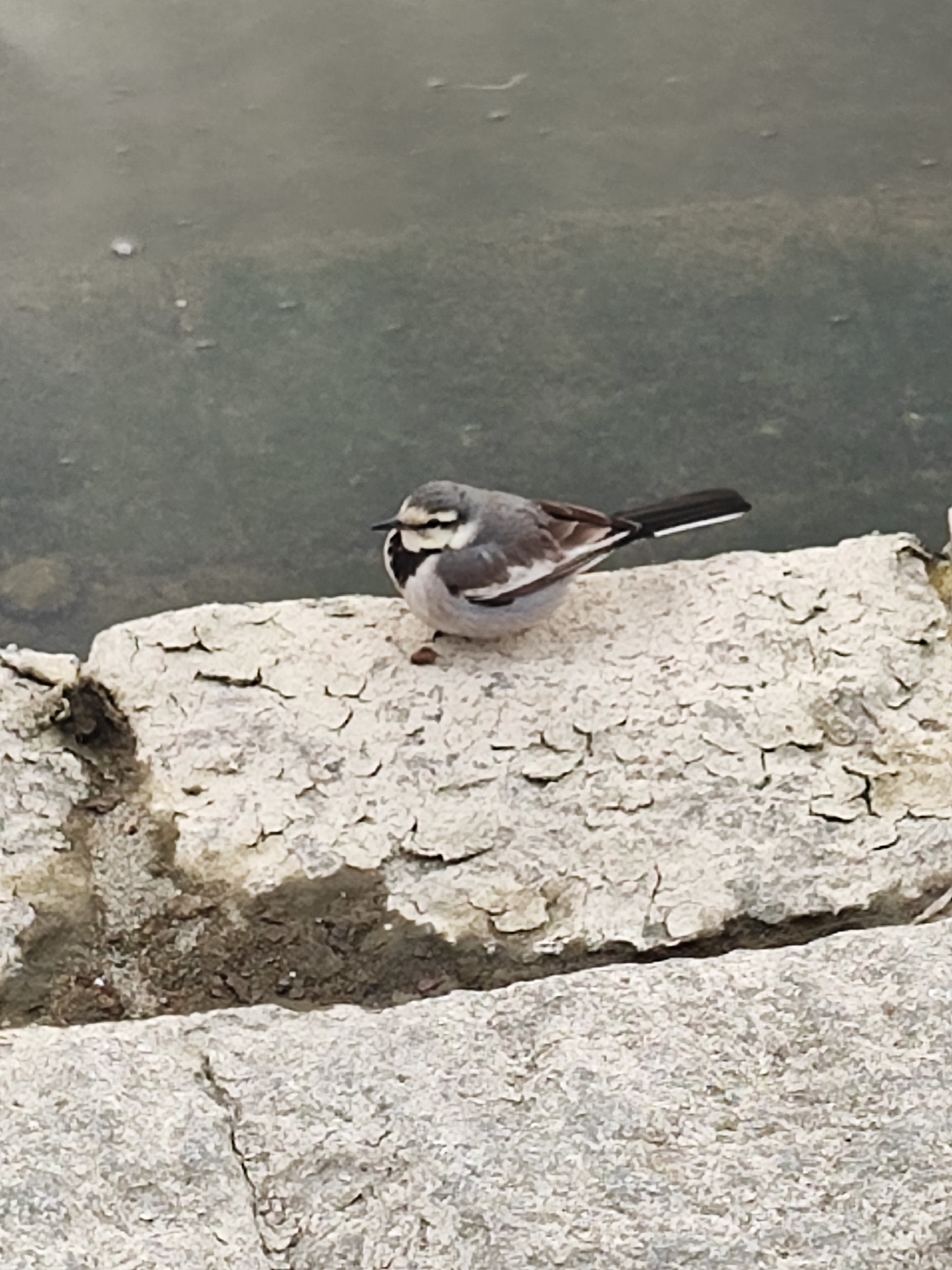 Kei profil fotoğrafı