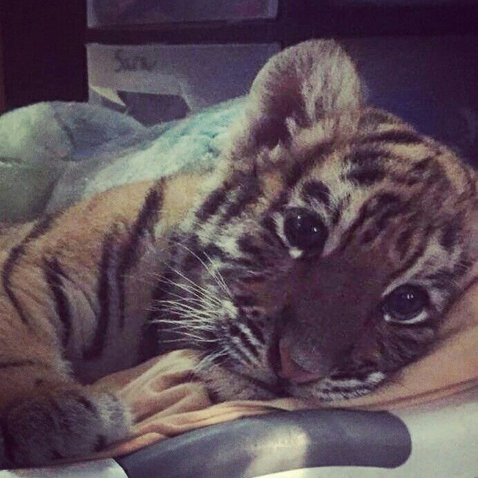 Huso profil fotoğrafı