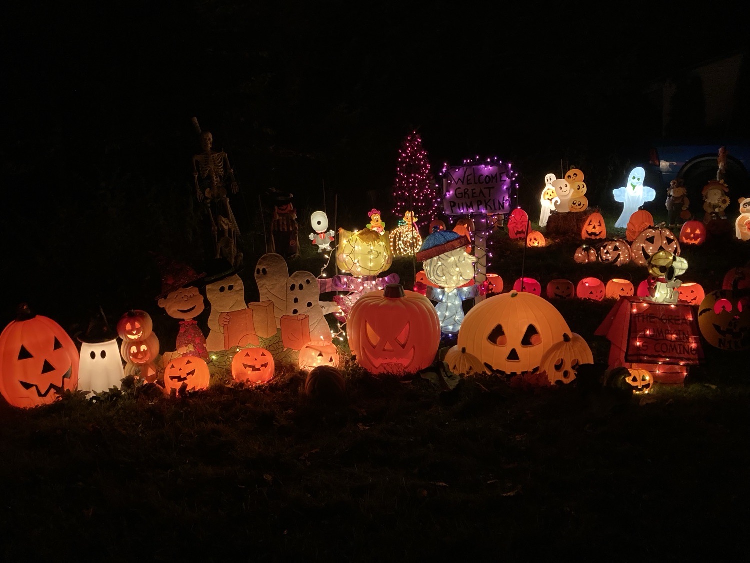 The Great Pumpkin Patch