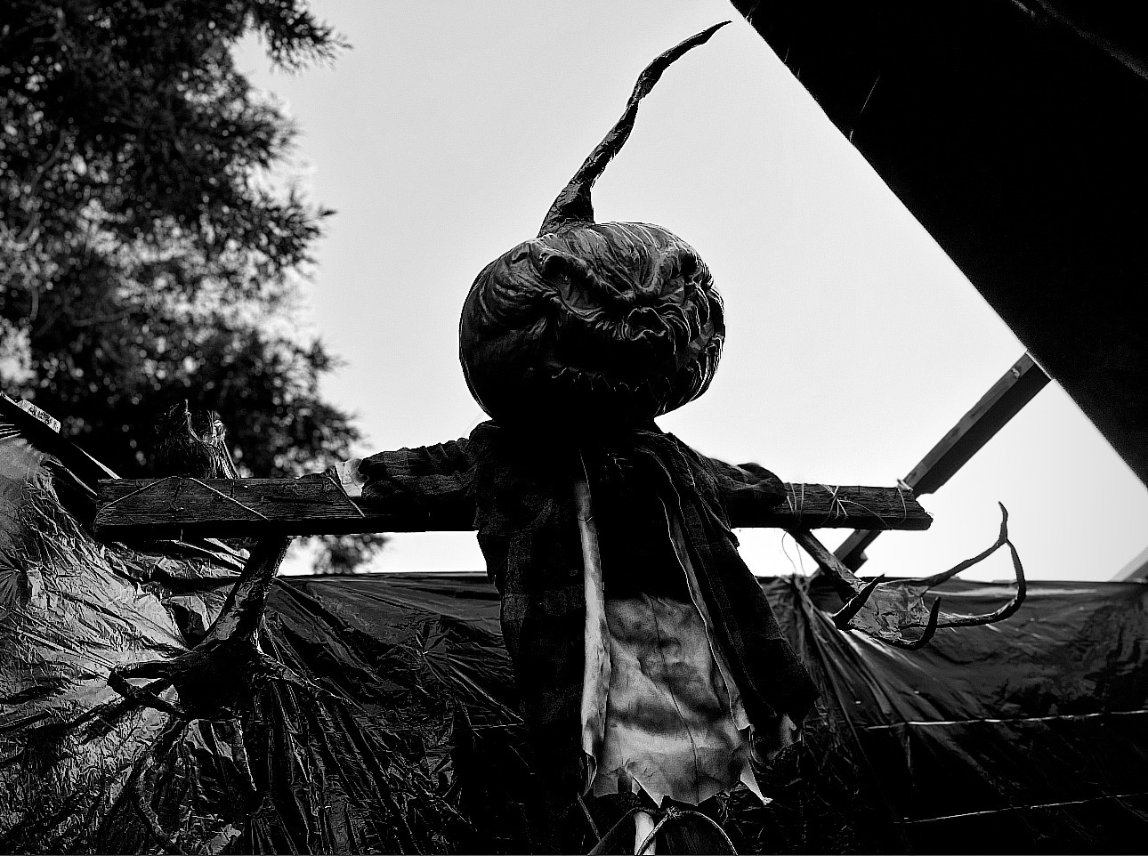 Elegans house Of horrors