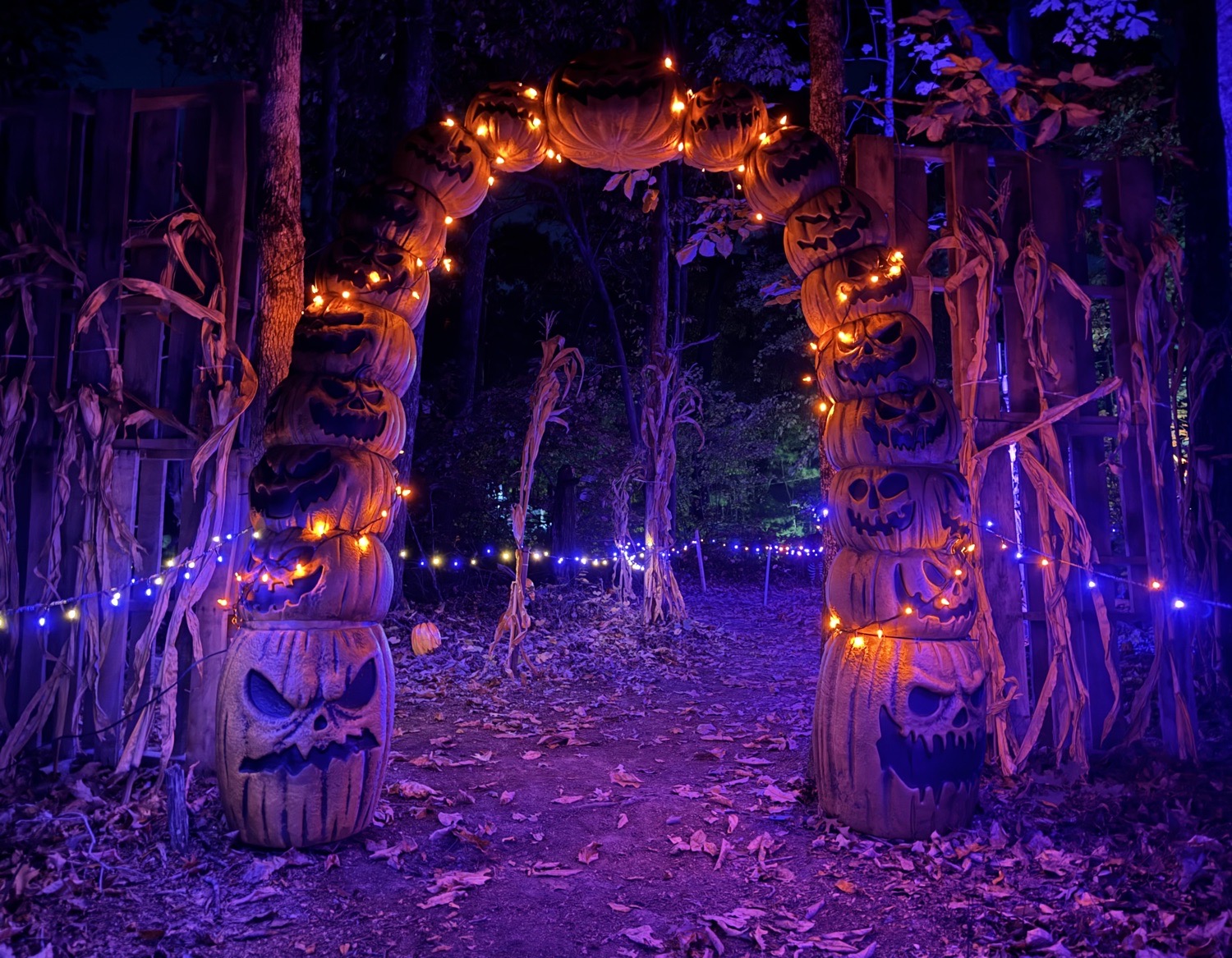 Deadwood Forest