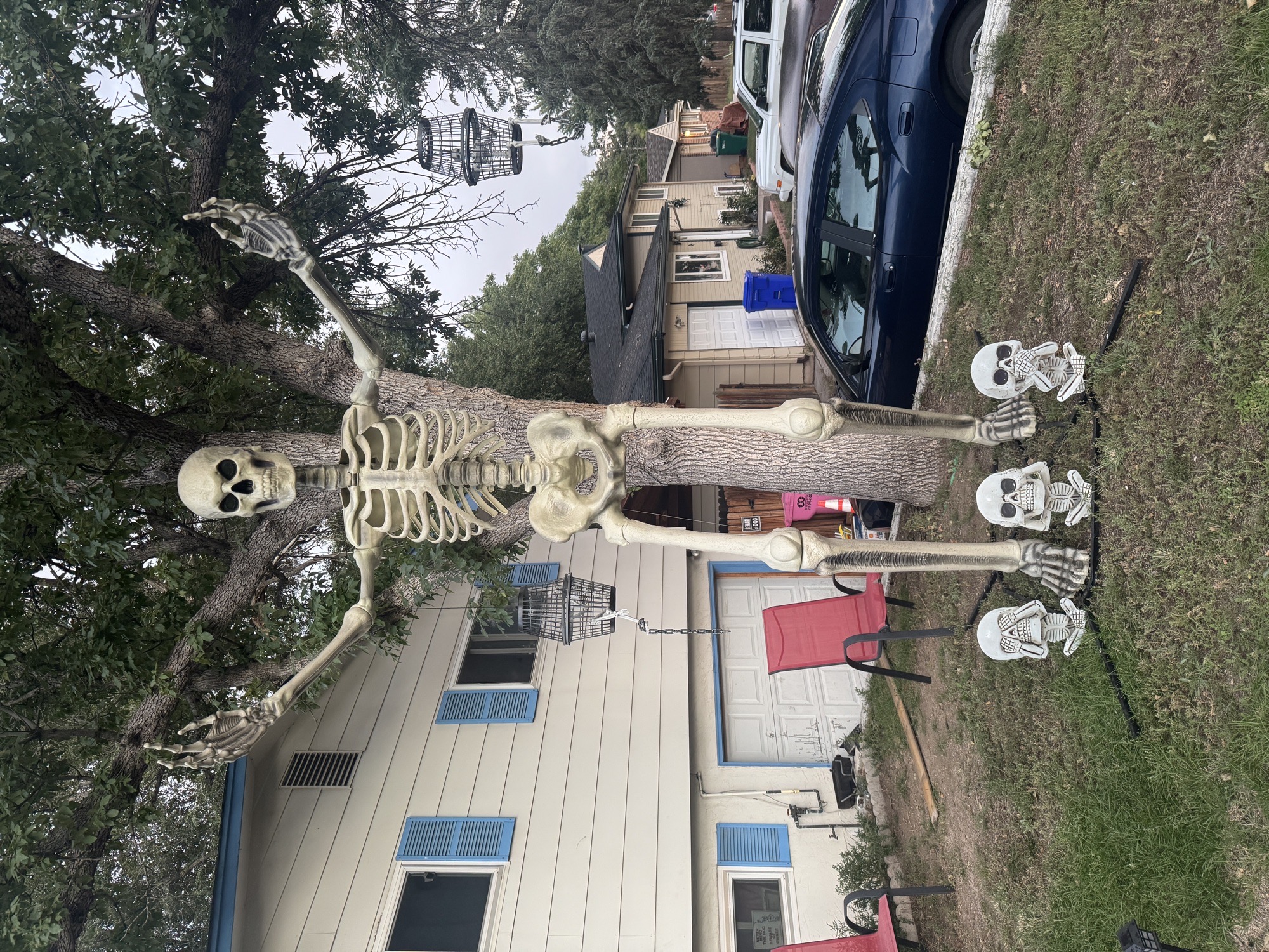 Skeltons