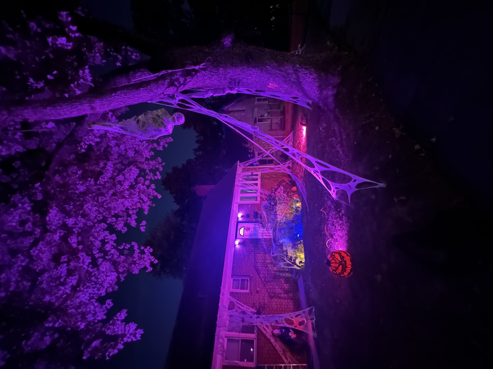 Woodland Rd Arachnid Infestation