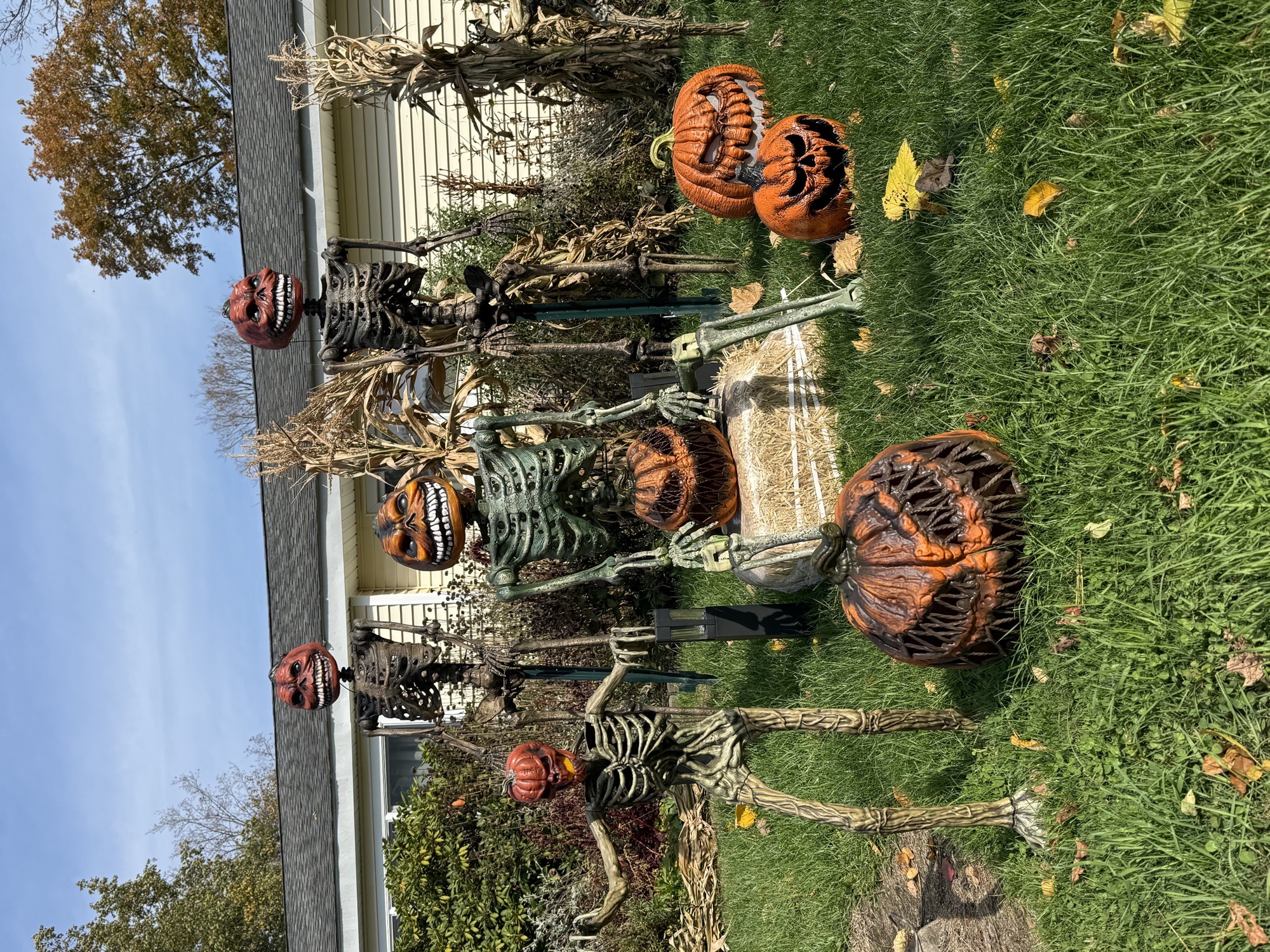 Halloween Queen Of Feura Bush