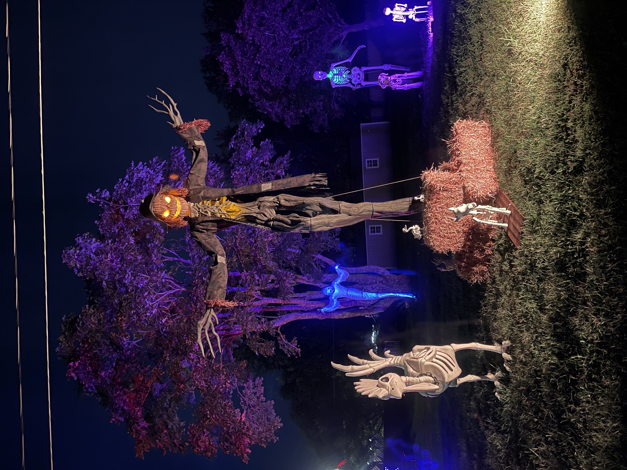 Spooky, Scary Skeletons