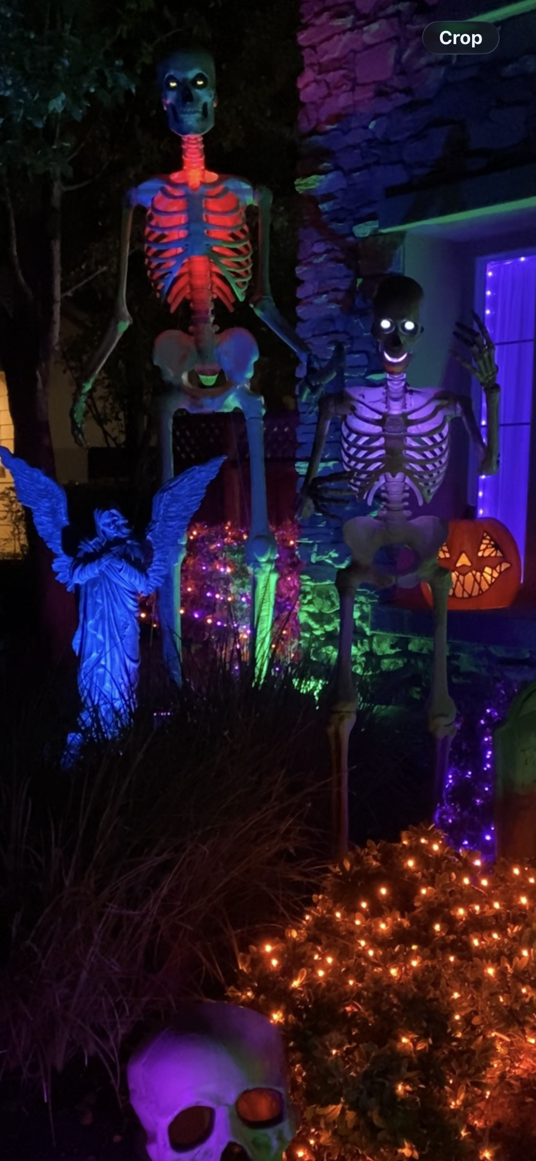 The Friendly Bone Yard