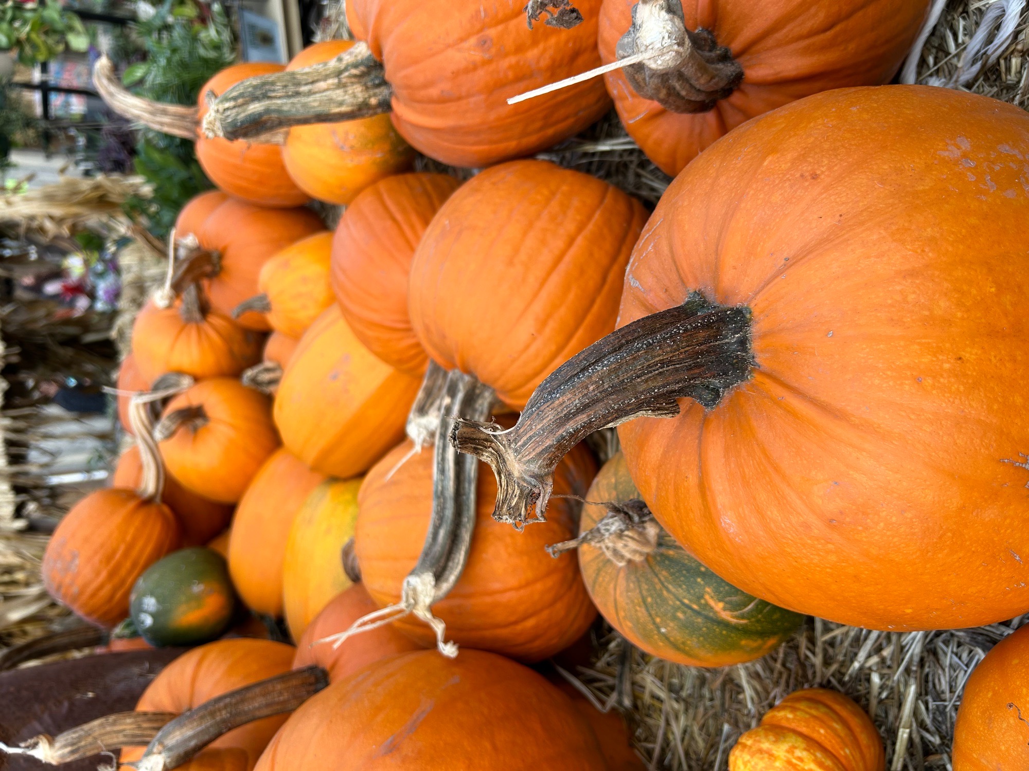 aratas pumpkin farm