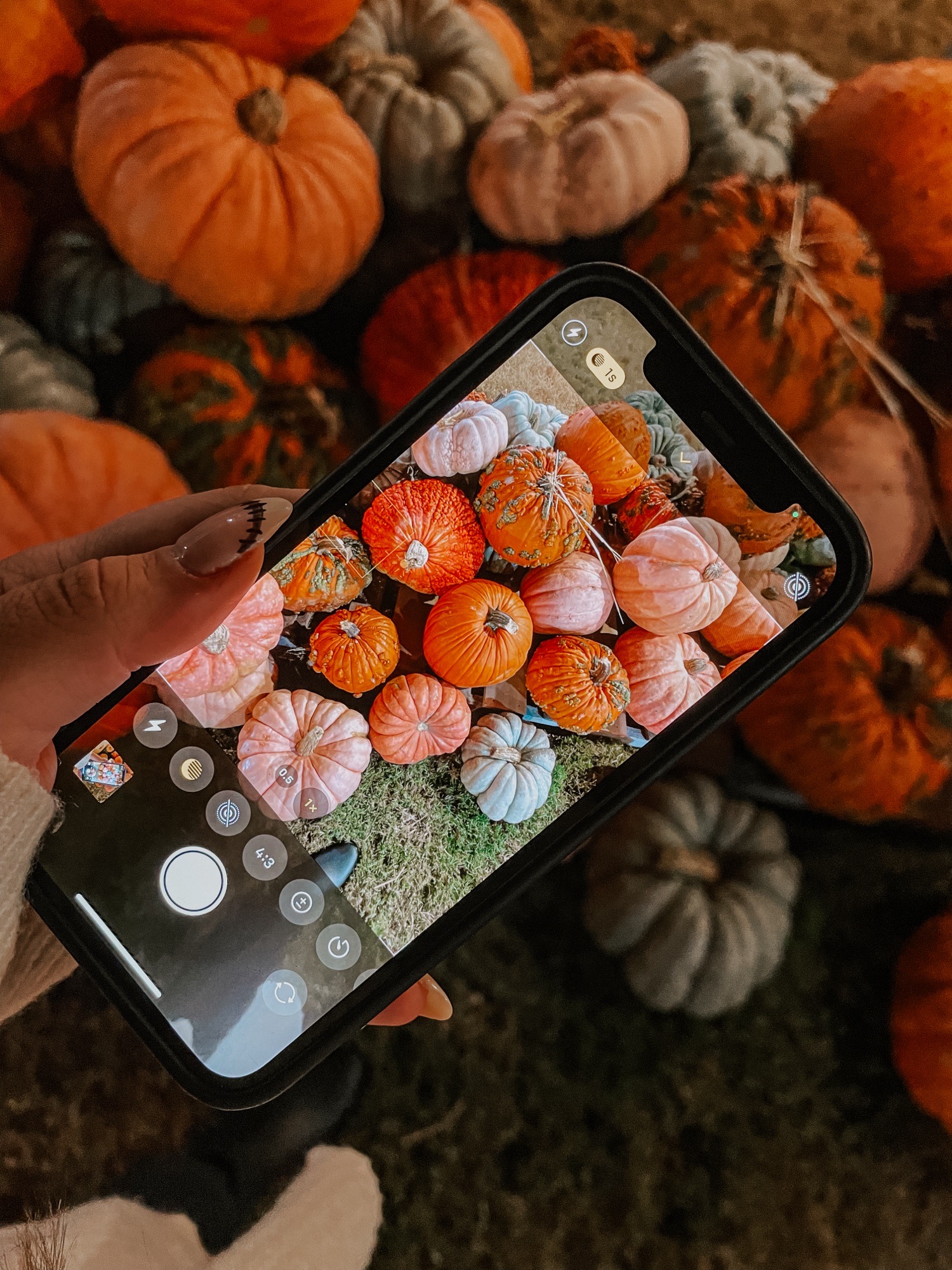 pumpkin patch
