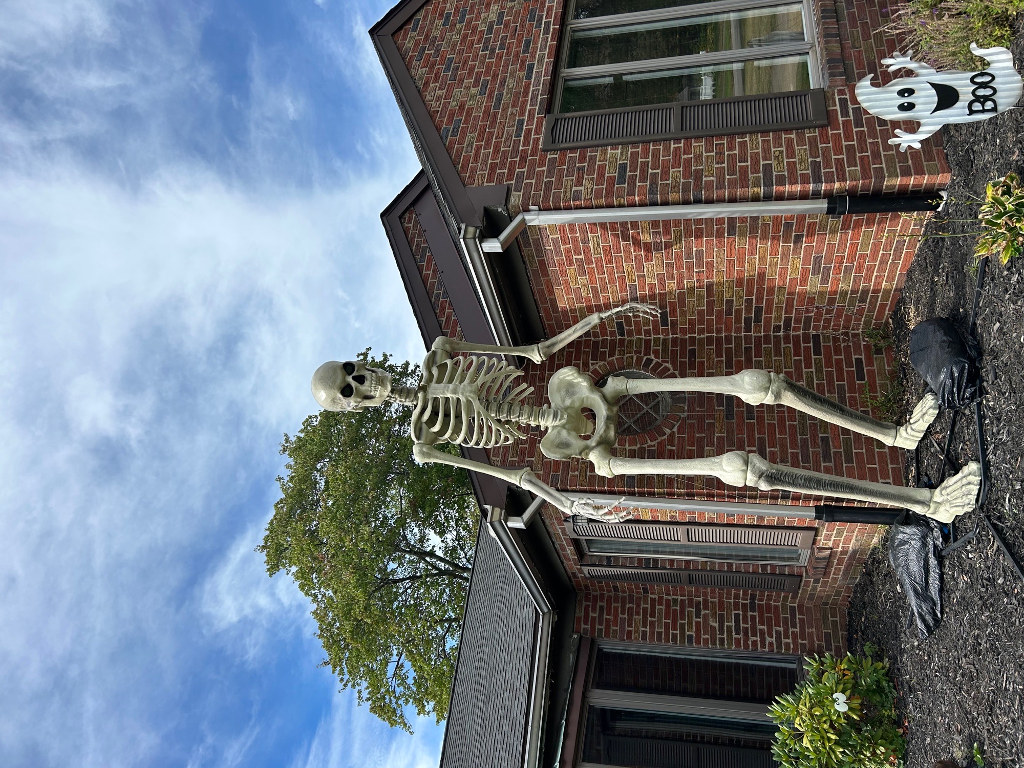 Skeleton
