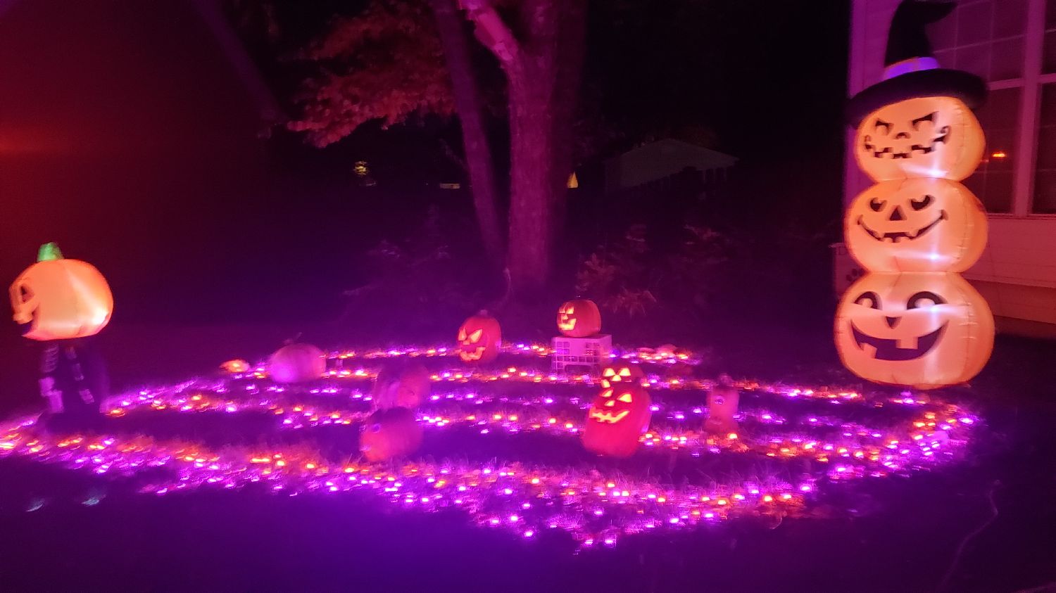 Scoobys pumpkin patch