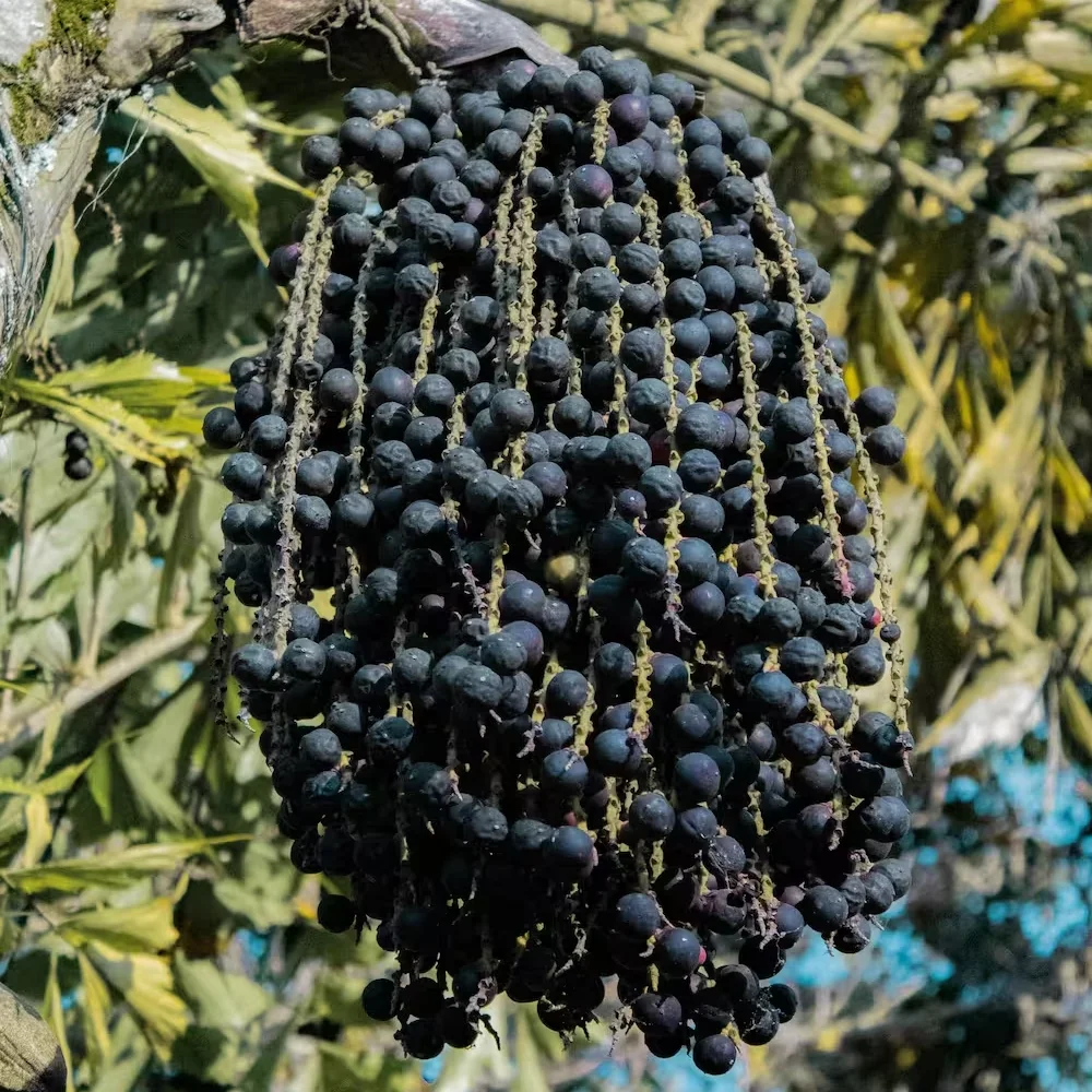 Açaí