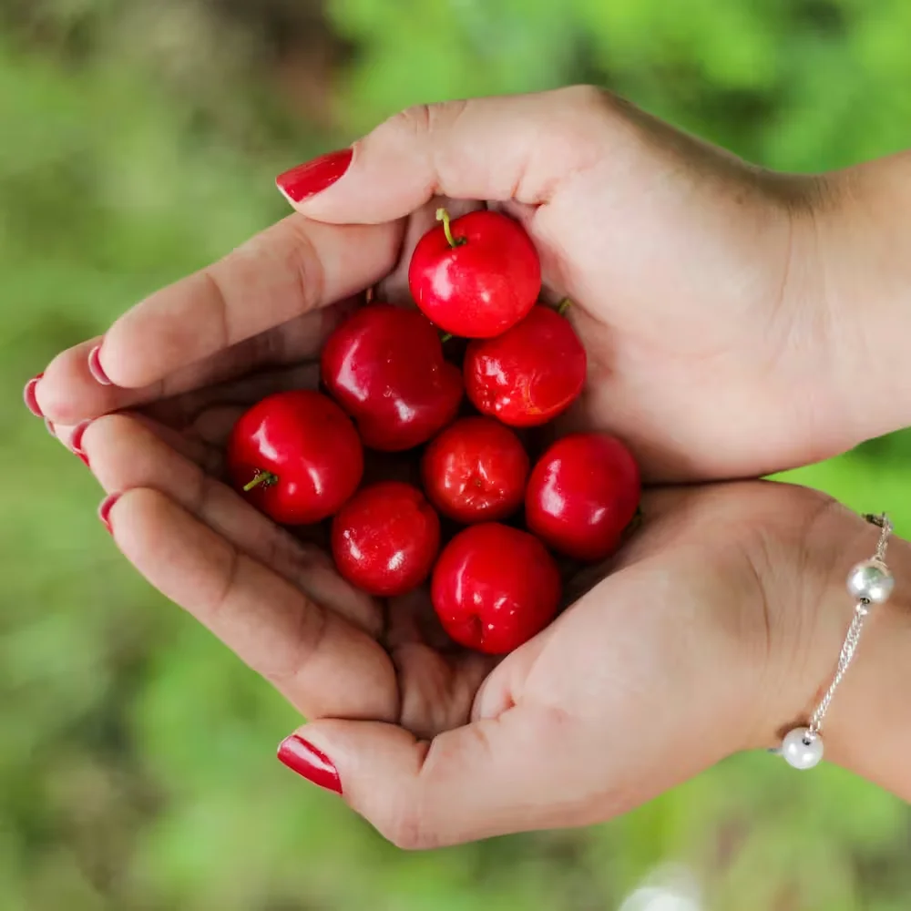 Acerola