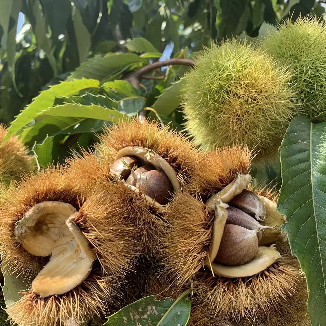 American Chestnut