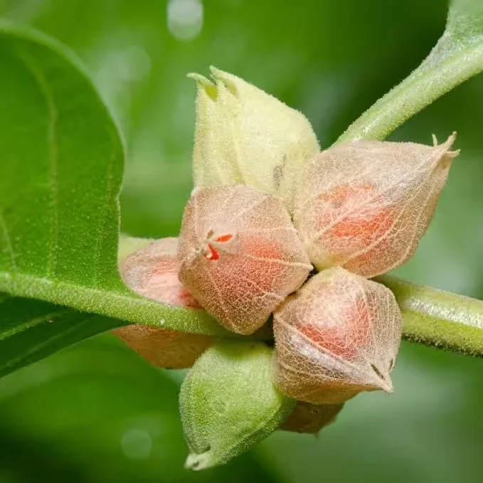 Ashwagandha berry