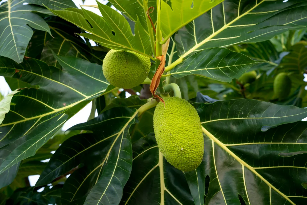 Breadfruit 1
