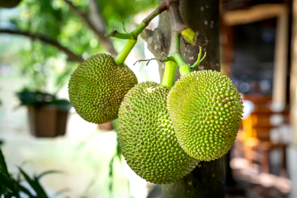 Breadfruit 2