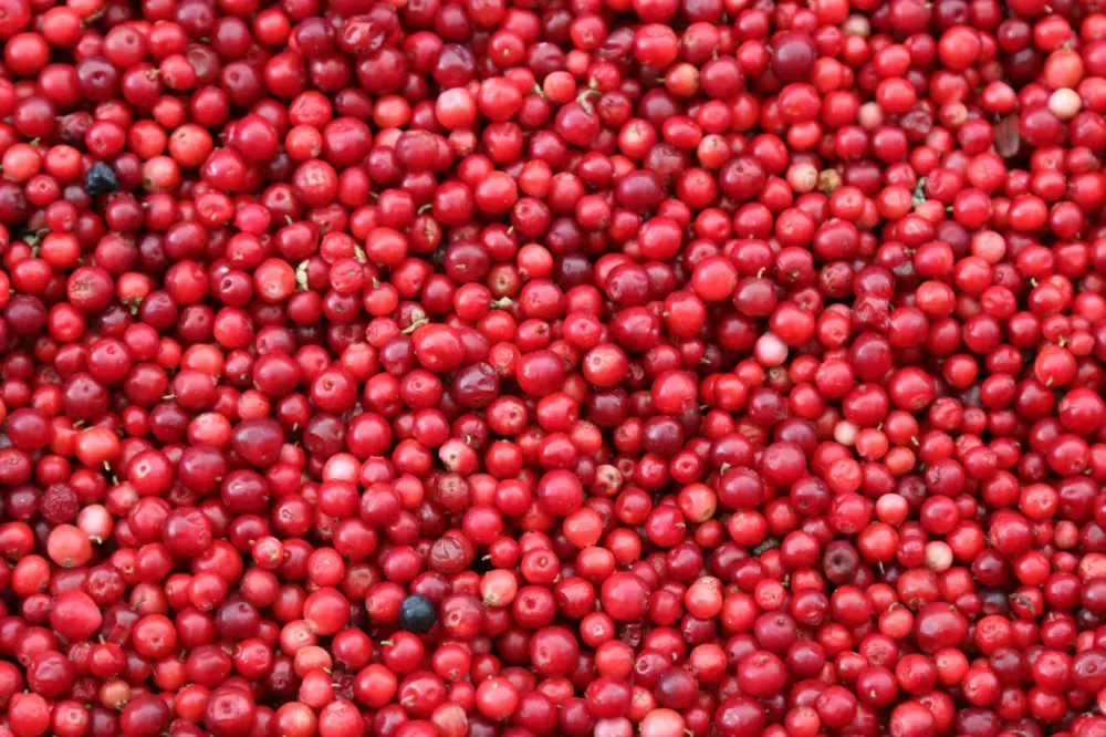 Cranberry 1