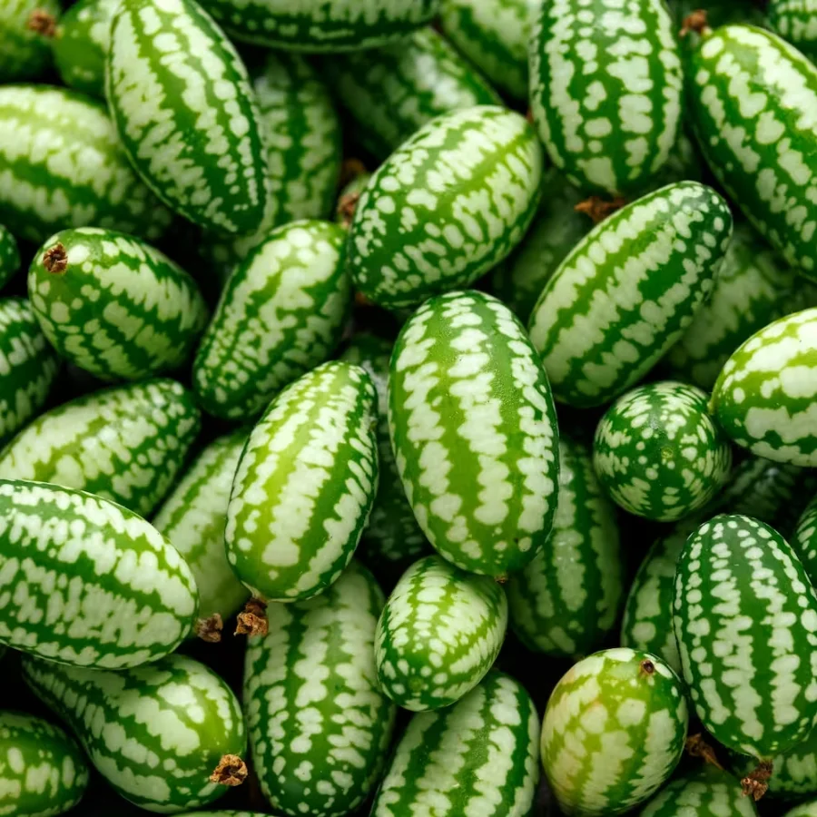 Cucamelon