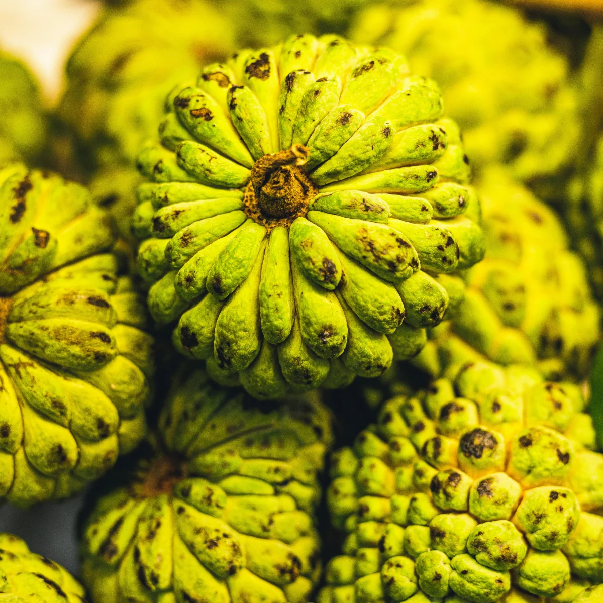 Custard apple