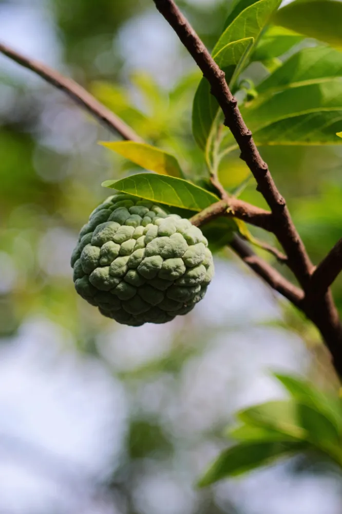 Custard apple 1