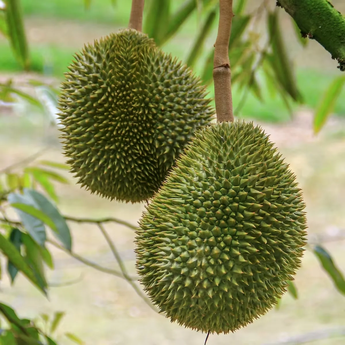 Durian