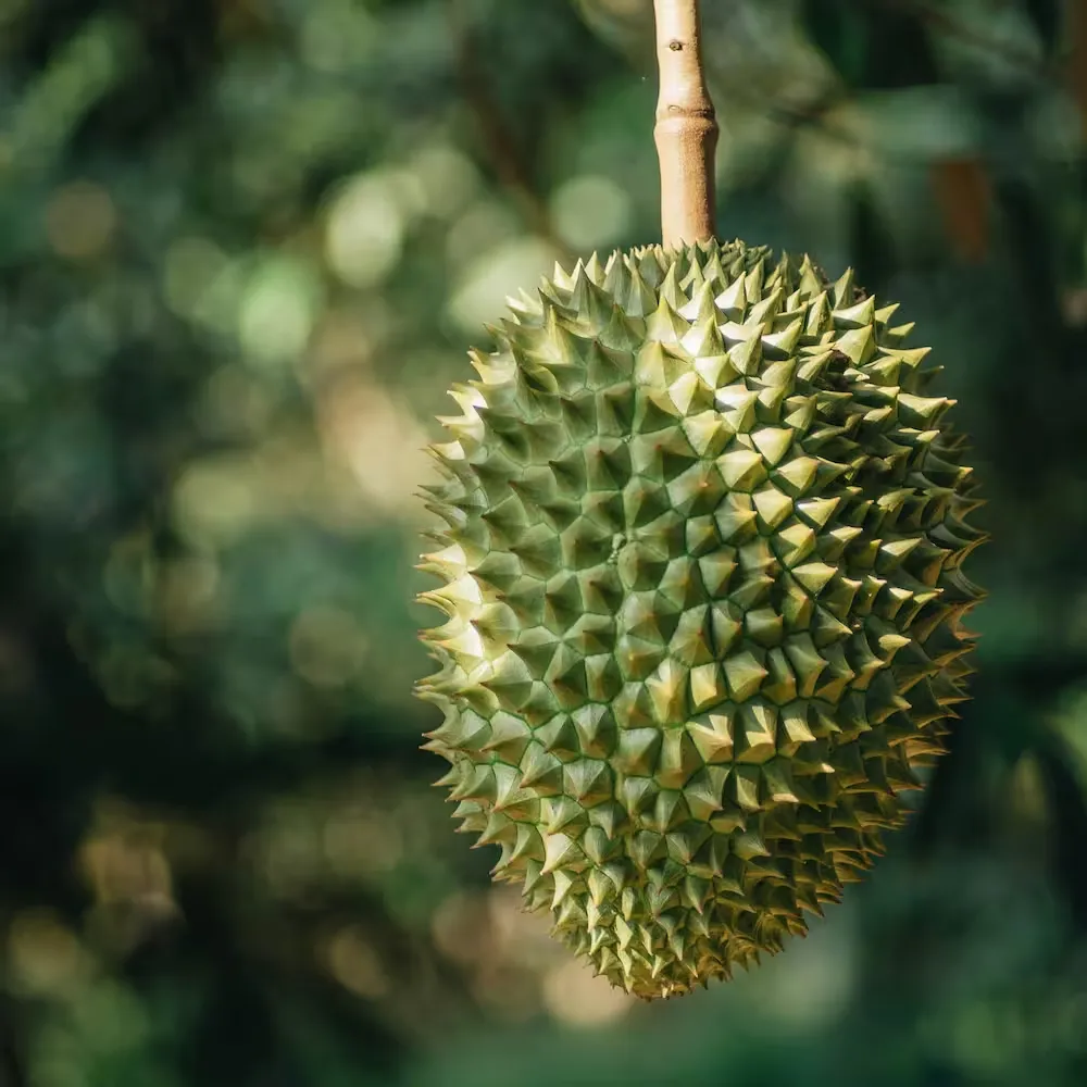 Durian 1