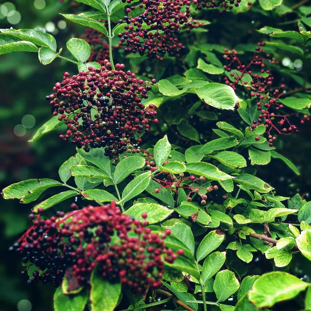 Elderberry