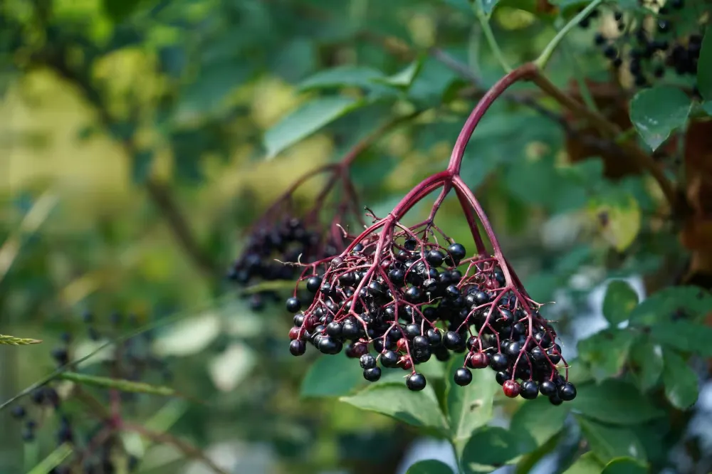 Elderberry 1