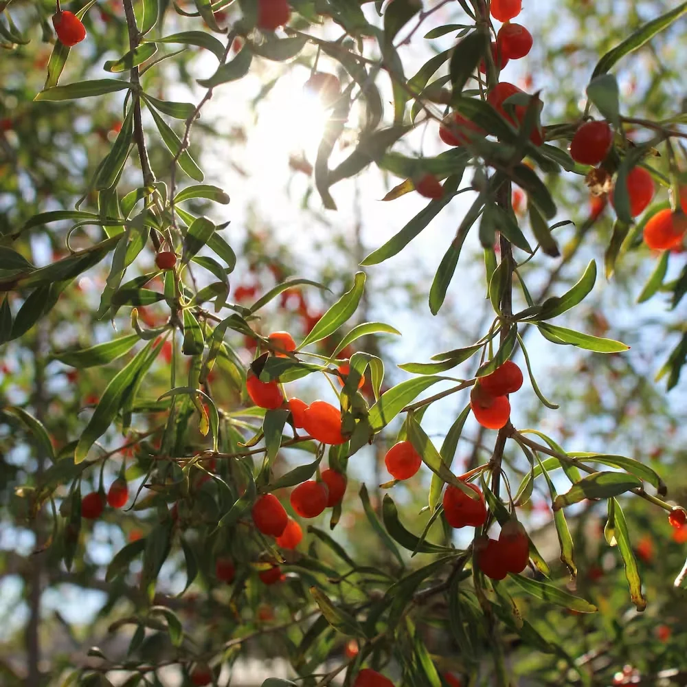 Goji berry