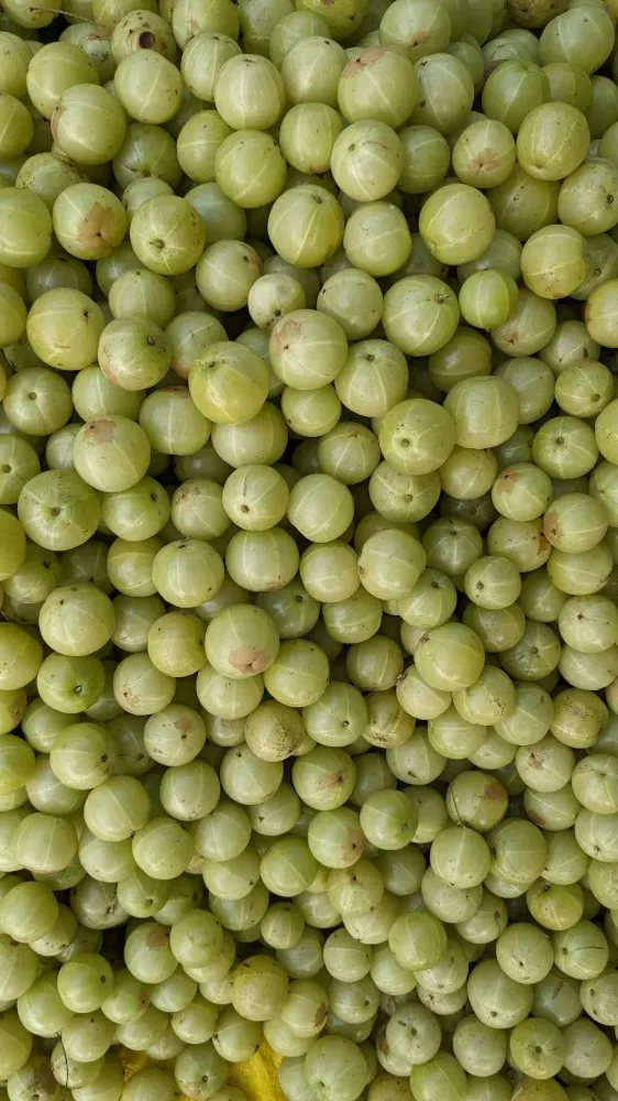 Gooseberry 1