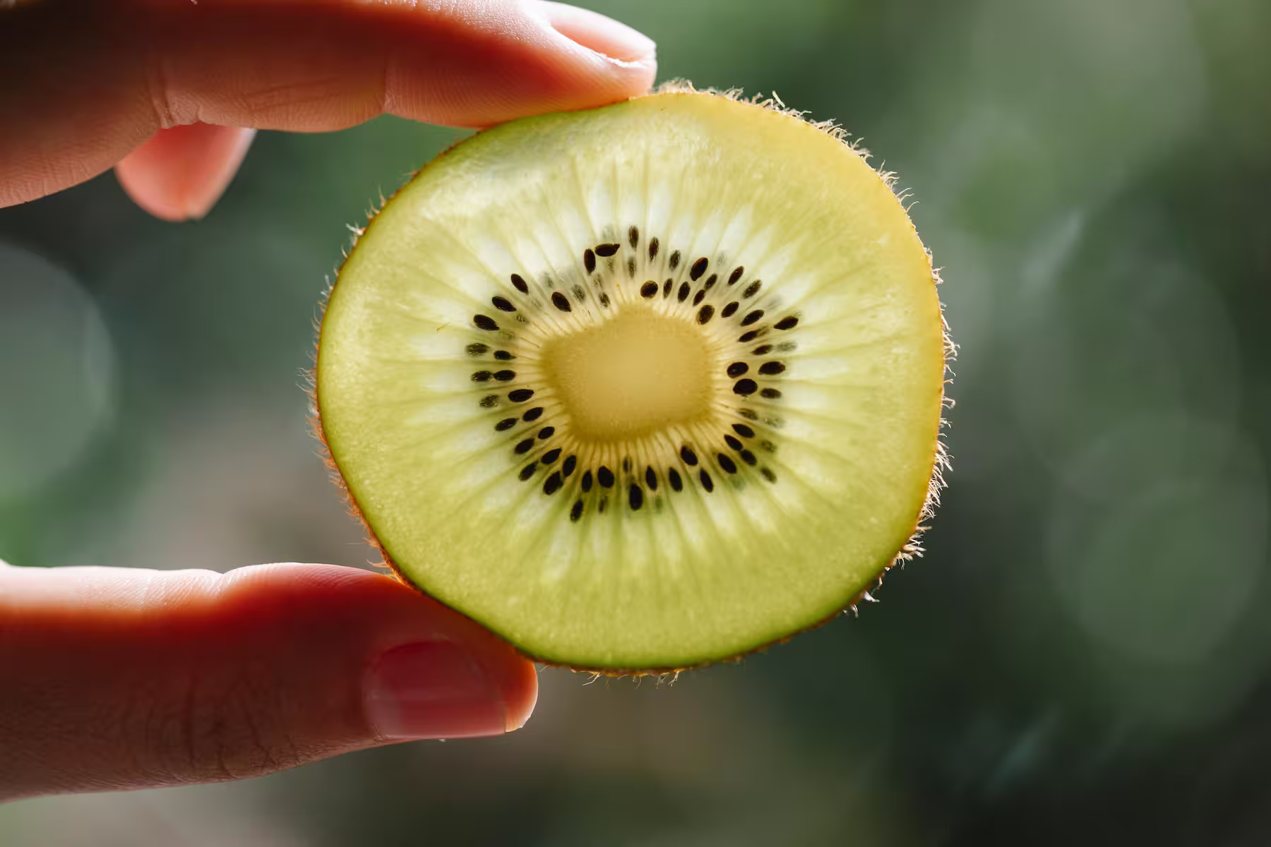 Kiwi 1