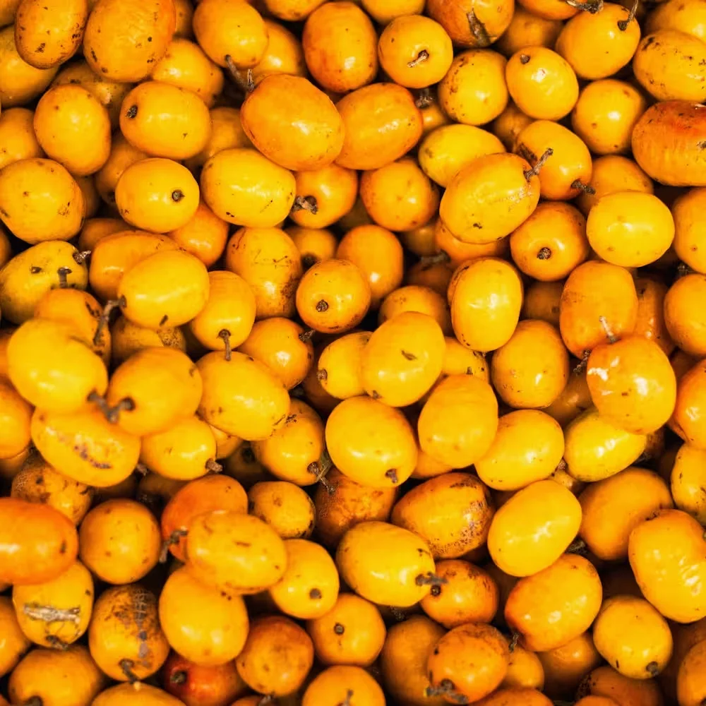 Loquat