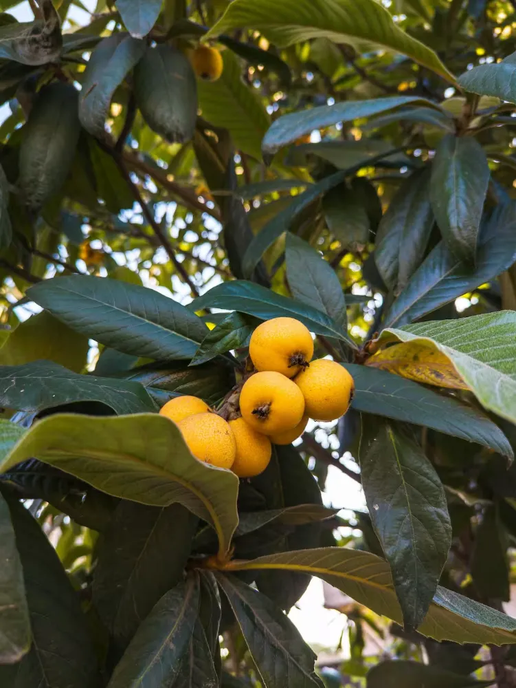 Loquat 2