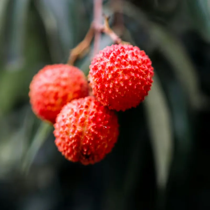 Lychee