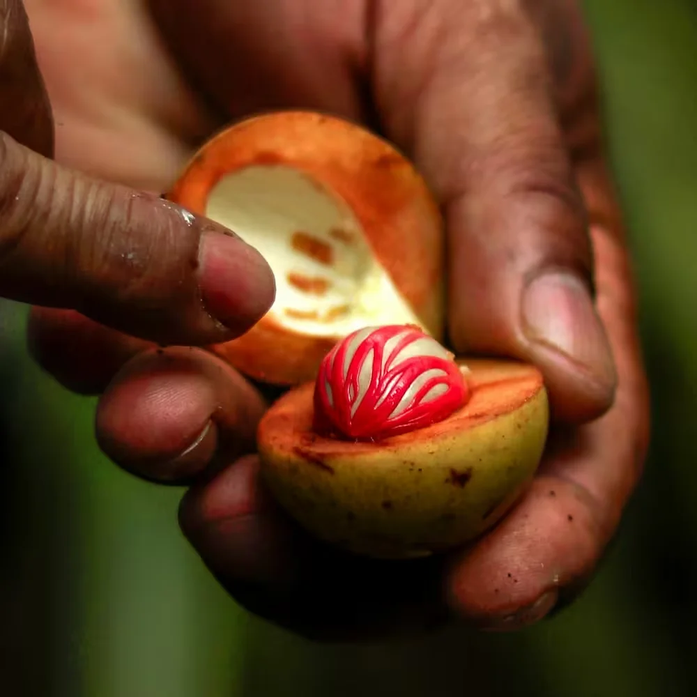 Nutmeg