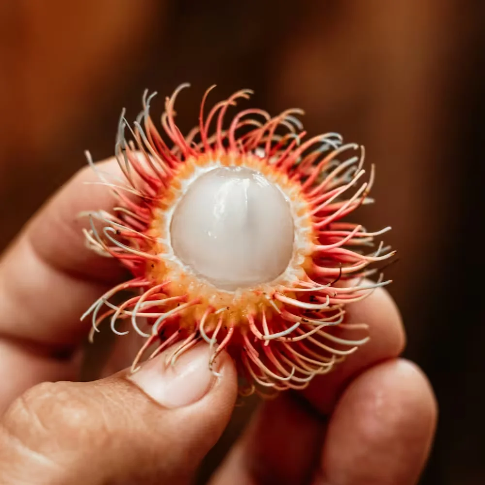 Rambutan