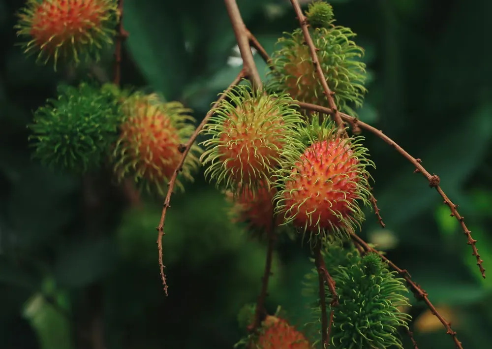 Rambutan 3