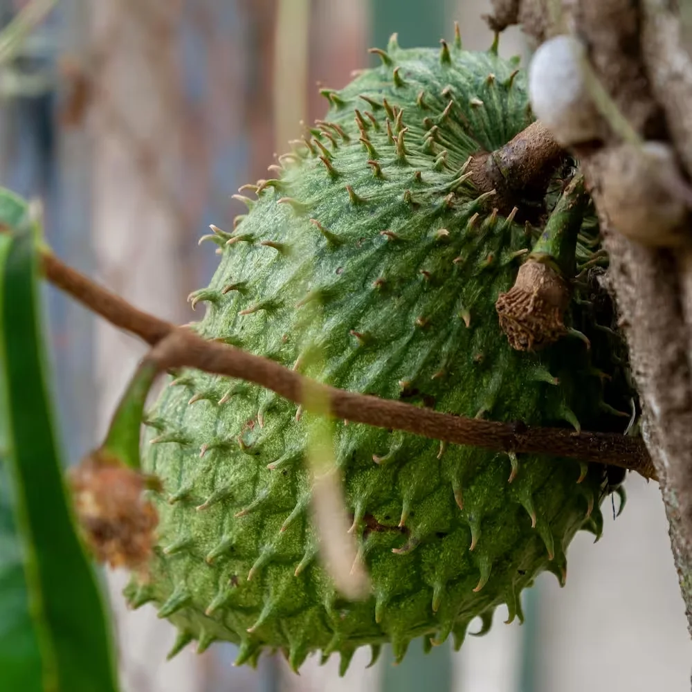 Soursop